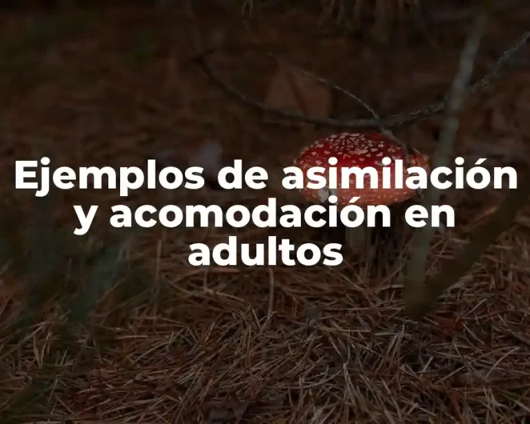 Ejemplos de asimilación y acomodación en adultos