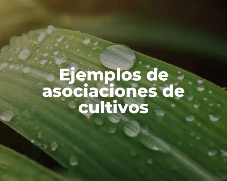 Ejemplos de asociaciones de cultivos