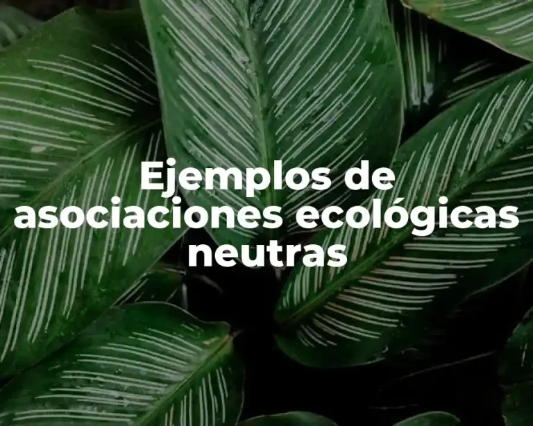 Ejemplos de asociaciones ecológicas neutras