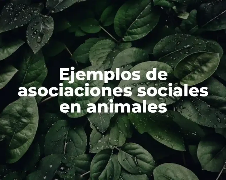 Ejemplos de asociaciones sociales en animales