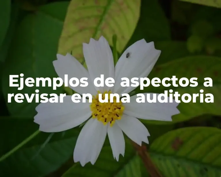 Ejemplos de aspectos a revisar en una auditoria