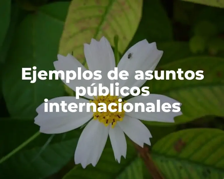 Ejemplos de asuntos públicos internacionales