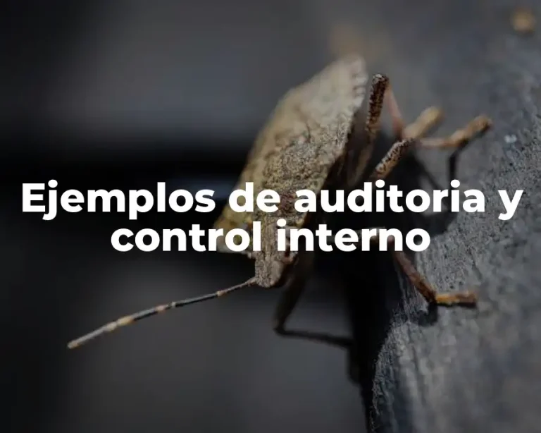 Ejemplos de auditoria y control interno