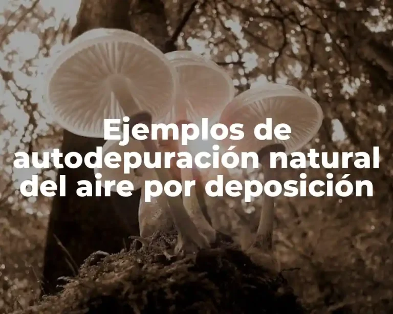 Ejemplos de autodepuración natural del aire por deposición