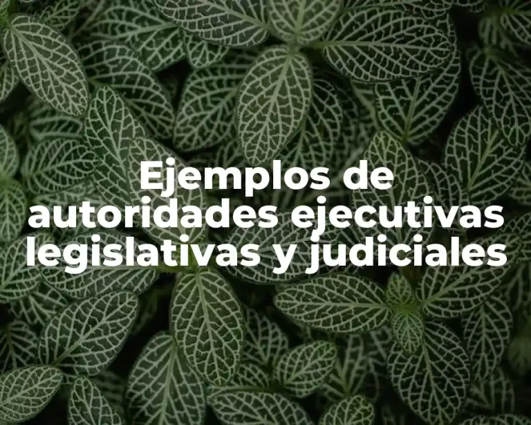 Ejemplos de autoridades ejecutivas legislativas y judiciales