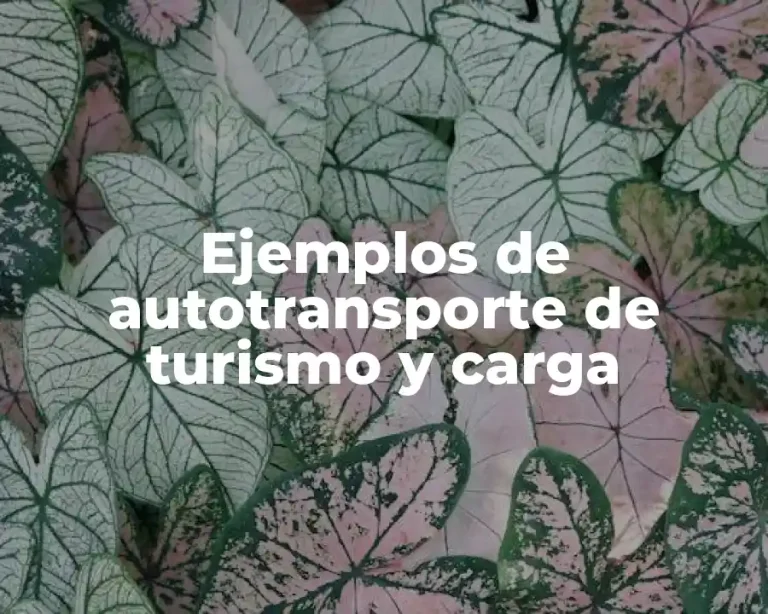 Ejemplos de autotransporte de turismo y carga
