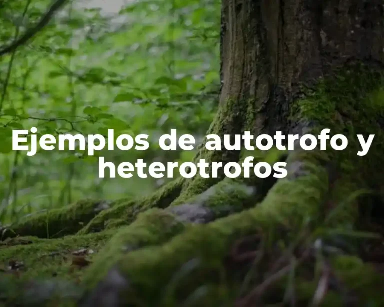 Ejemplos de autotrofo y heterotrofos