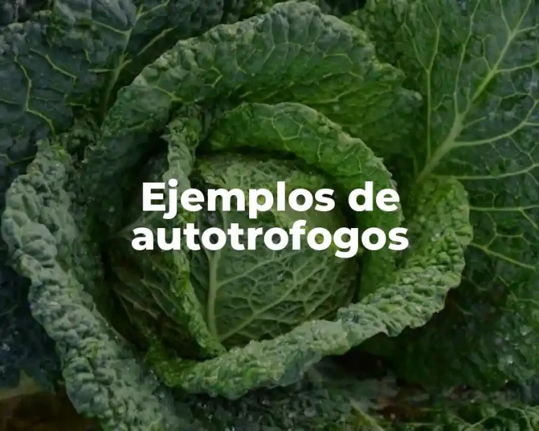 Ejemplos de autotrofogos