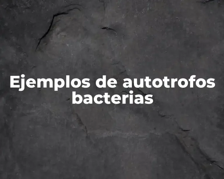 Ejemplos de autotrofos bacterias