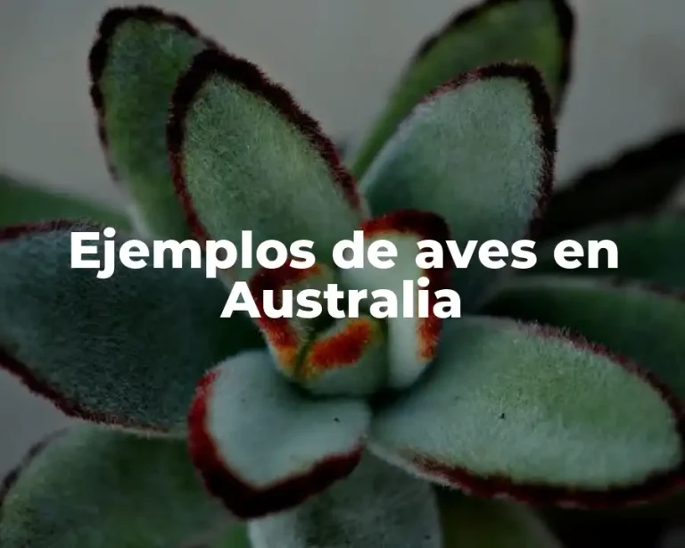 Ejemplos de aves en Australia