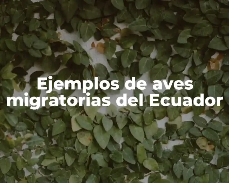 Ejemplos de aves migratorias del Ecuador
