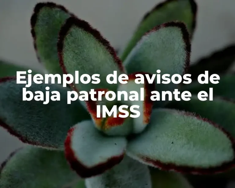 Ejemplos de avisos de baja patronal ante el IMSS