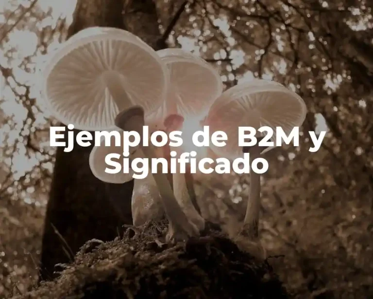 Ejemplos de B2M y Significado