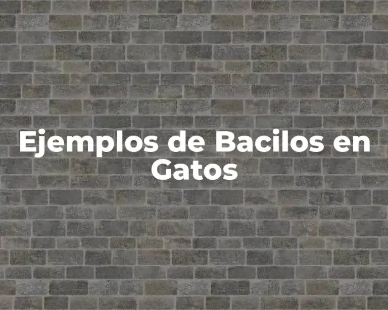 Ejemplos de Bacilos en Gatos