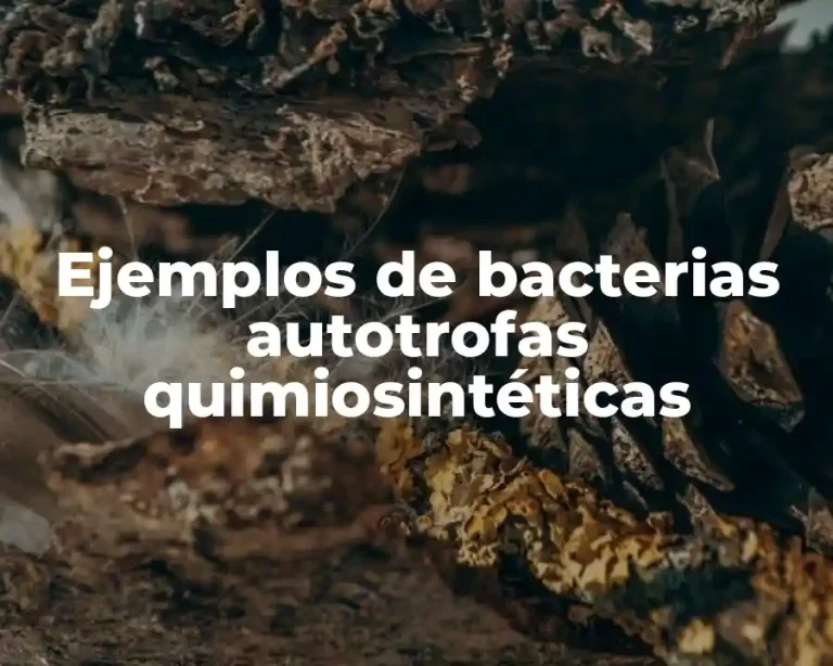 Ejemplos de bacterias autotrofas quimiosintéticas