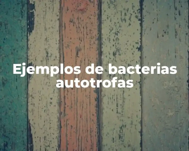 Ejemplos de bacterias autotrofas
