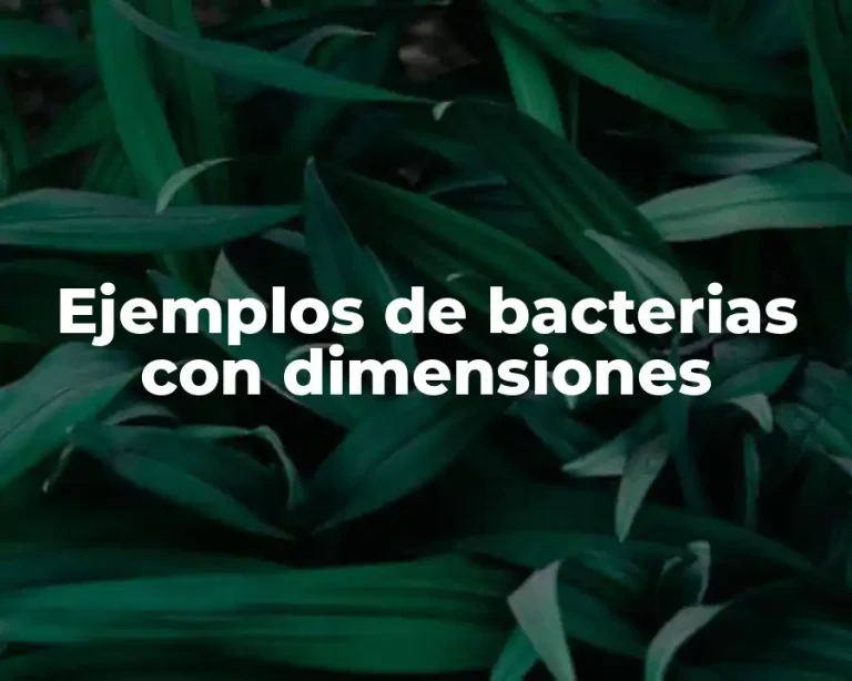 Ejemplos de bacterias con dimensiones