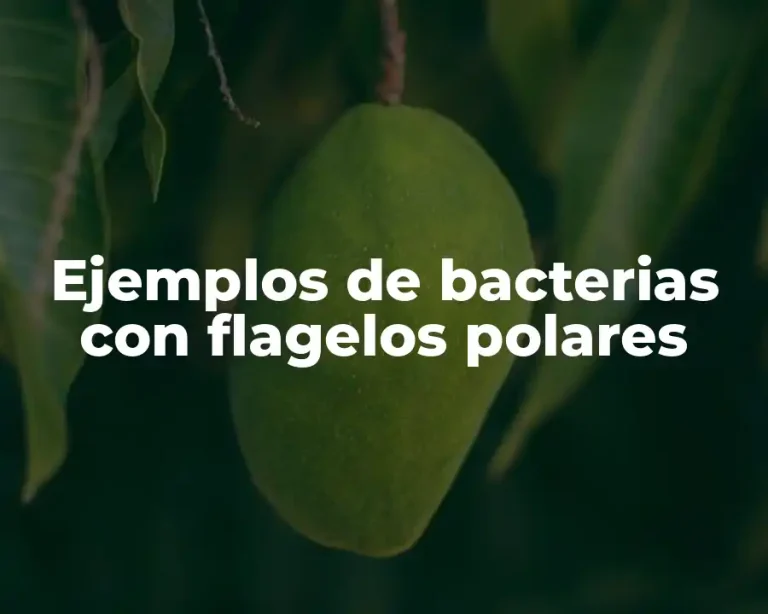 Ejemplos de bacterias con flagelos polares
