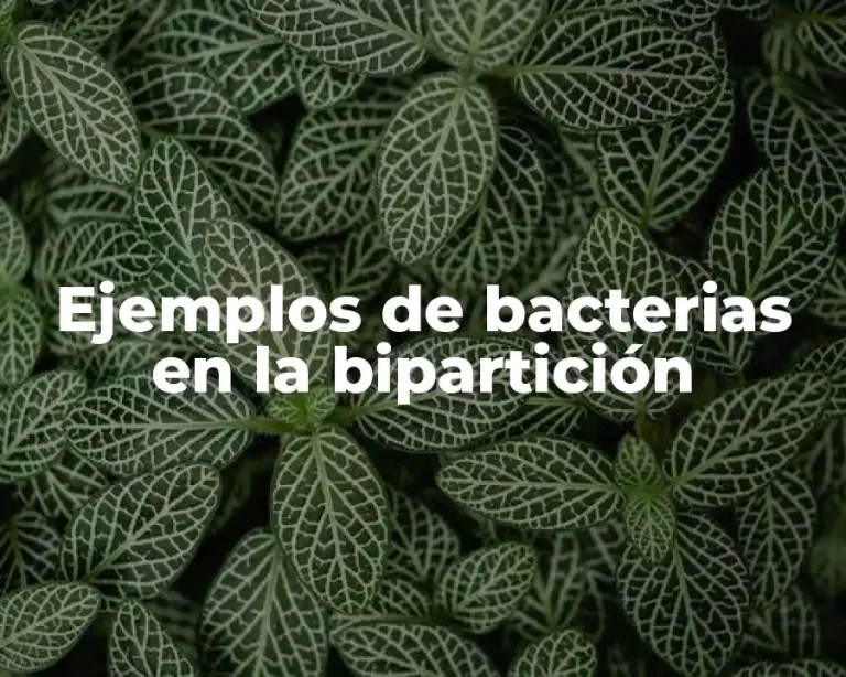 Ejemplos de bacterias en la bipartición