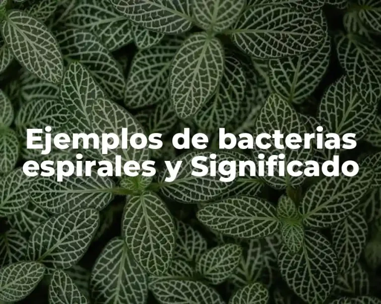 Ejemplos de bacterias espirales y Significado