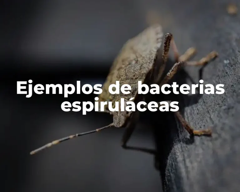 Ejemplos de bacterias espiruláceas