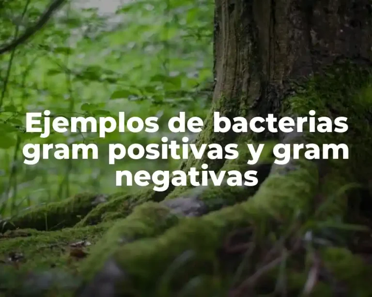 Ejemplos de bacterias gram positivas y gram negativas