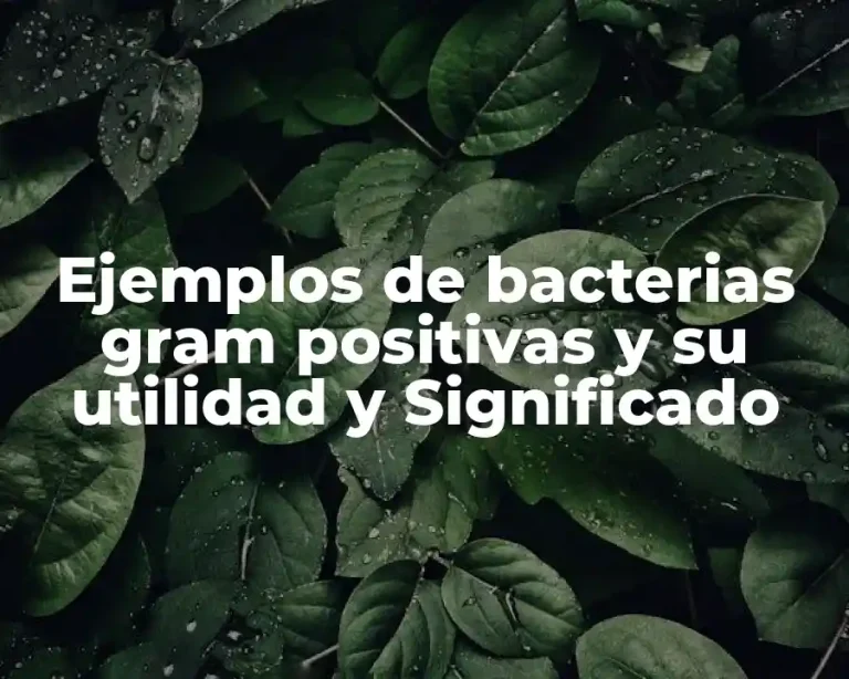 Ejemplos de bacterias gram positivas y su utilidad y Significado