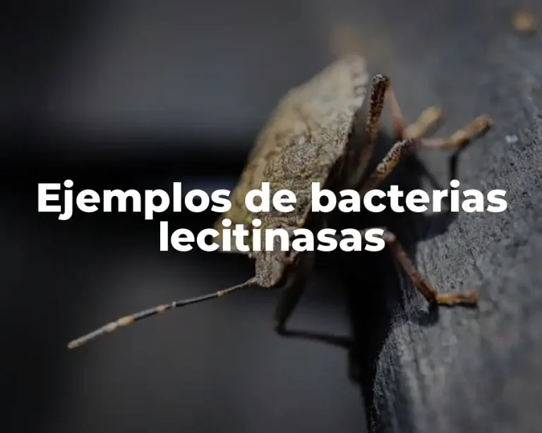 Ejemplos de bacterias lecitinasas