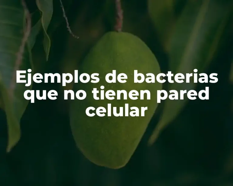 Ejemplos de bacterias que no tienen pared celular