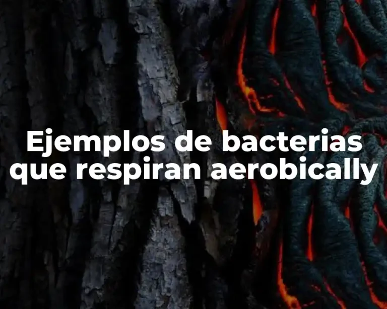 Ejemplos de bacterias que respiran aerobically