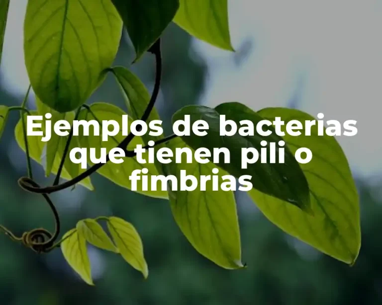 Ejemplos de bacterias que tienen pili o fimbrias