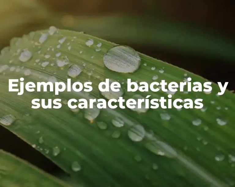 Ejemplos de bacterias y sus características