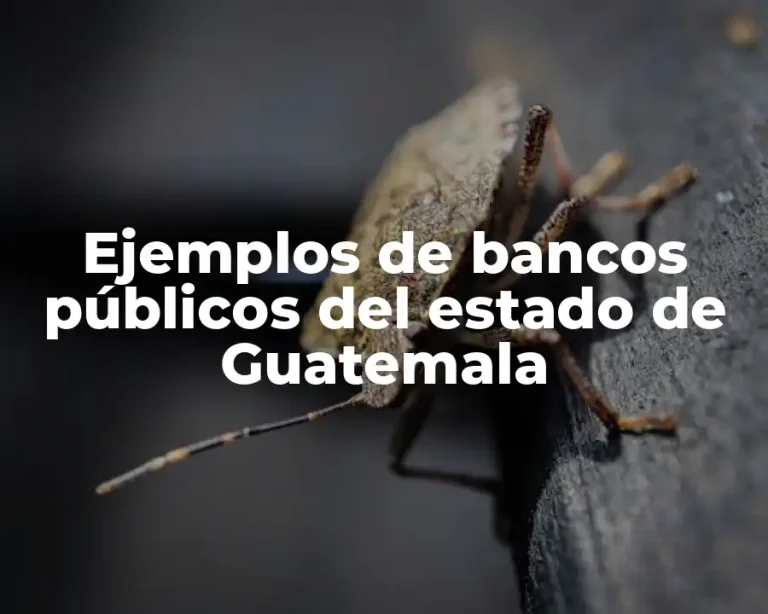 Ejemplos de bancos públicos del estado de Guatemala
