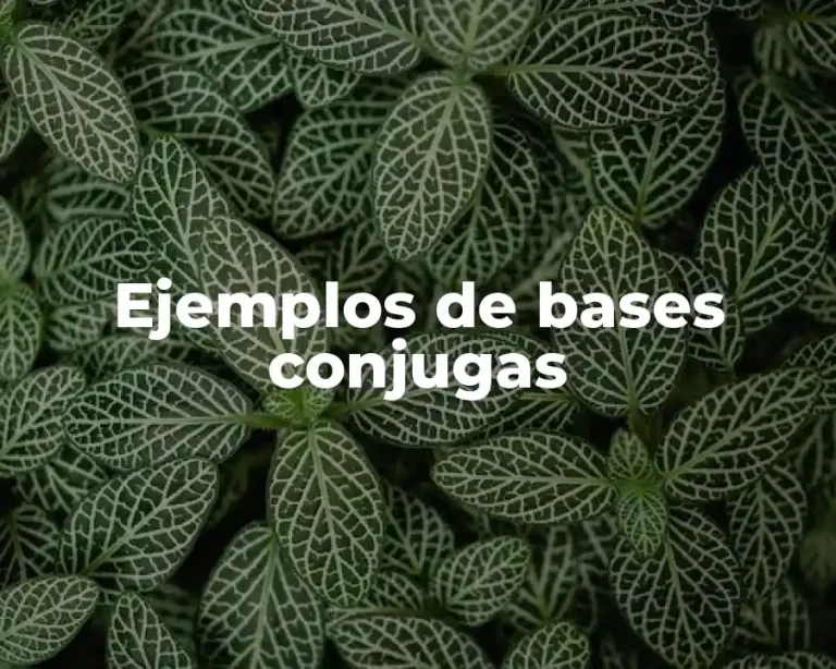Ejemplos de bases conjugas