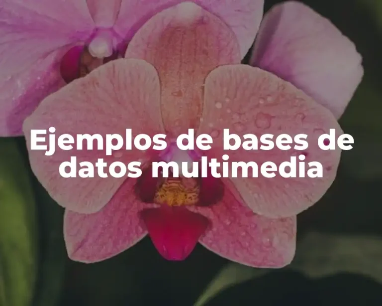 Ejemplos de bases de datos multimedia