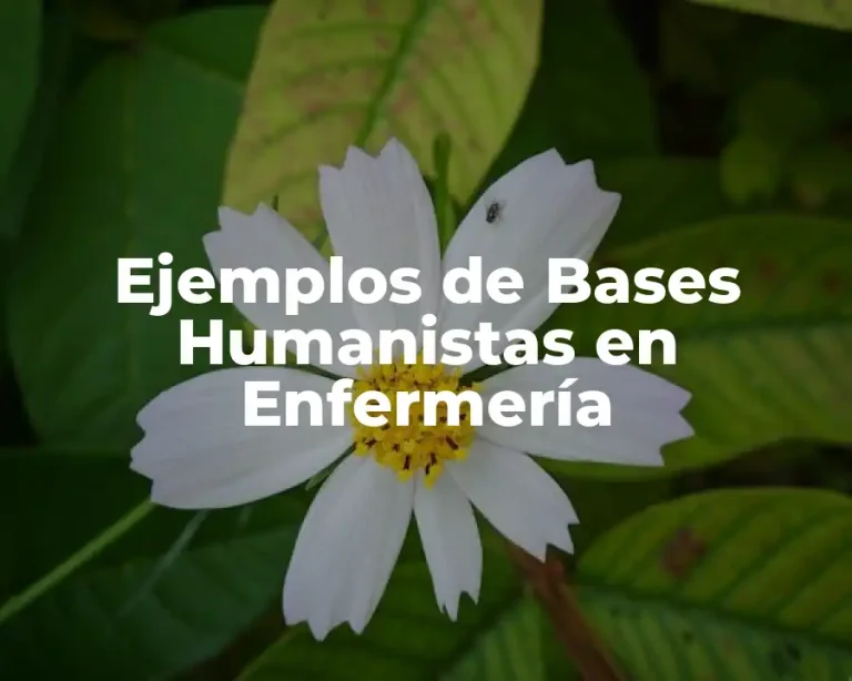 Ejemplos de Bases Humanistas en Enfermería