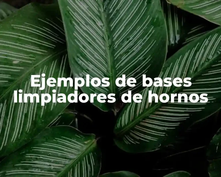 Ejemplos de bases limpiadores de hornos