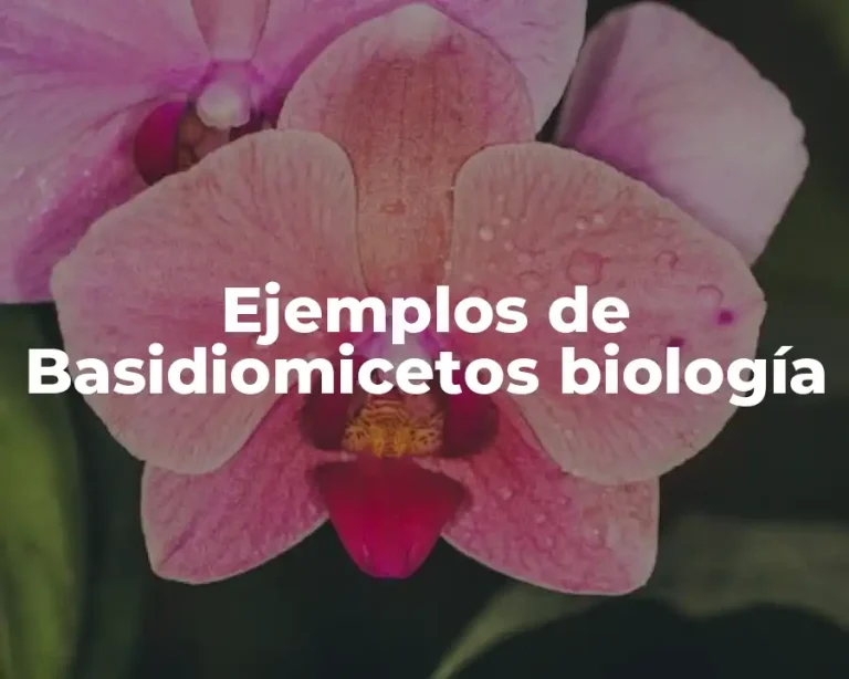 Ejemplos de Basidiomicetos biología