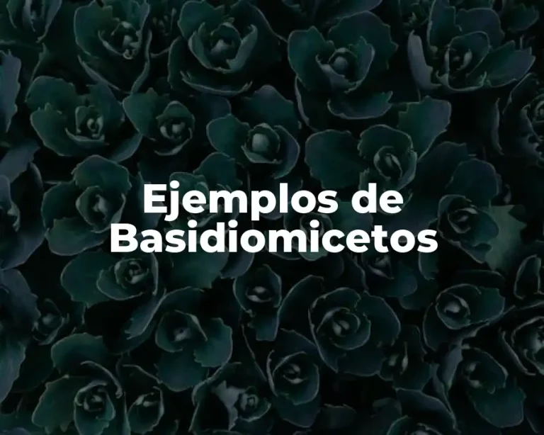 Ejemplos de Basidiomicetos