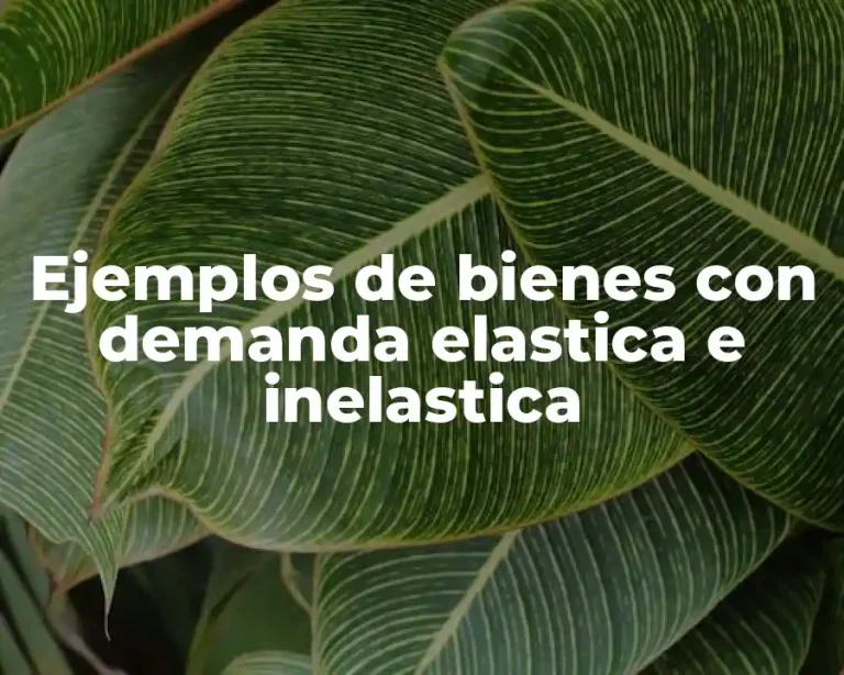 Ejemplos de bienes con demanda elastica e inelastica