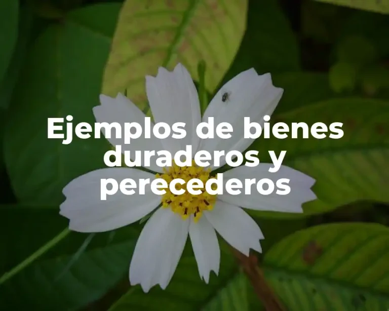 Ejemplos de bienes duraderos y perecederos