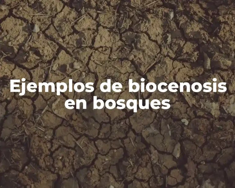 Ejemplos de biocenosis en bosques