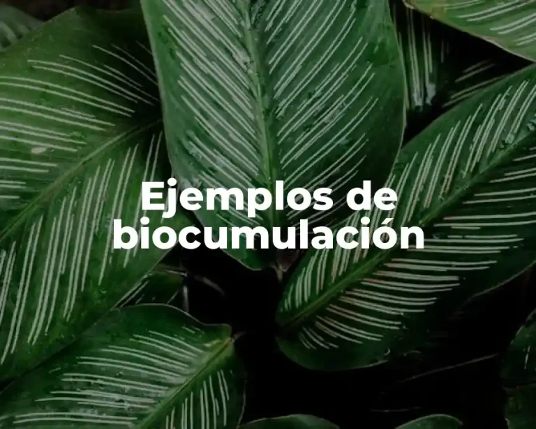 Ejemplos de biocumulación