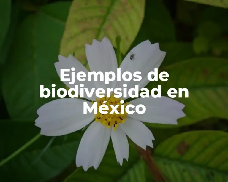 Ejemplos de biodiversidad en México