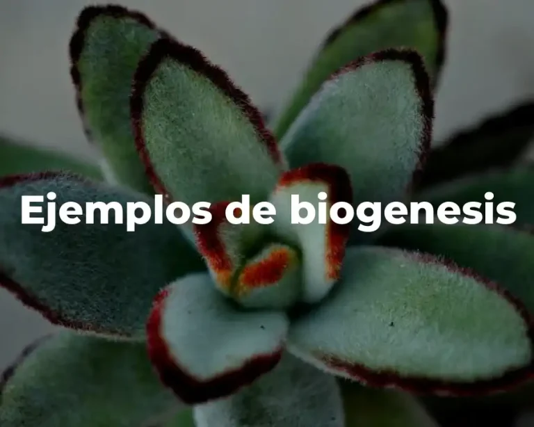 Ejemplos de biogenesis