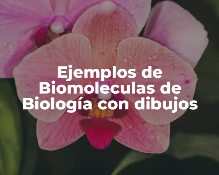 Ejemplos de Biomoleculas de Biología con dibujos
