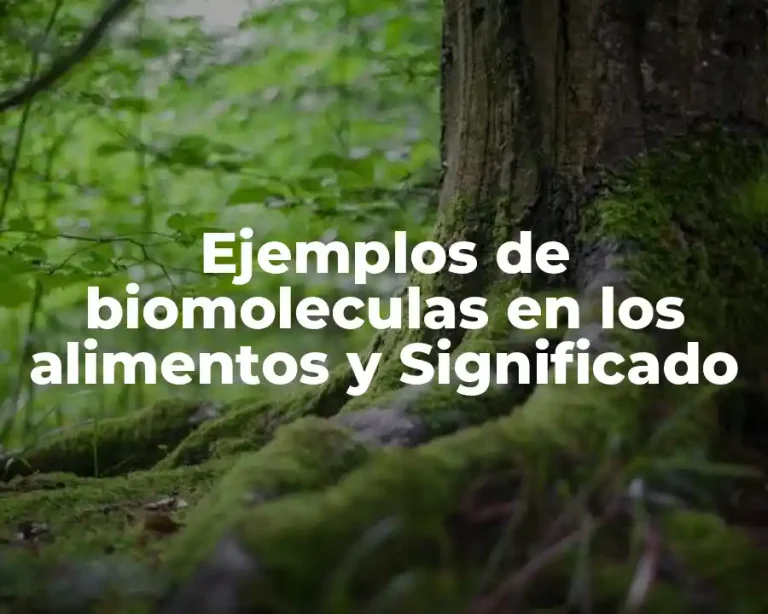 Ejemplos de biomoleculas en los alimentos y Significado