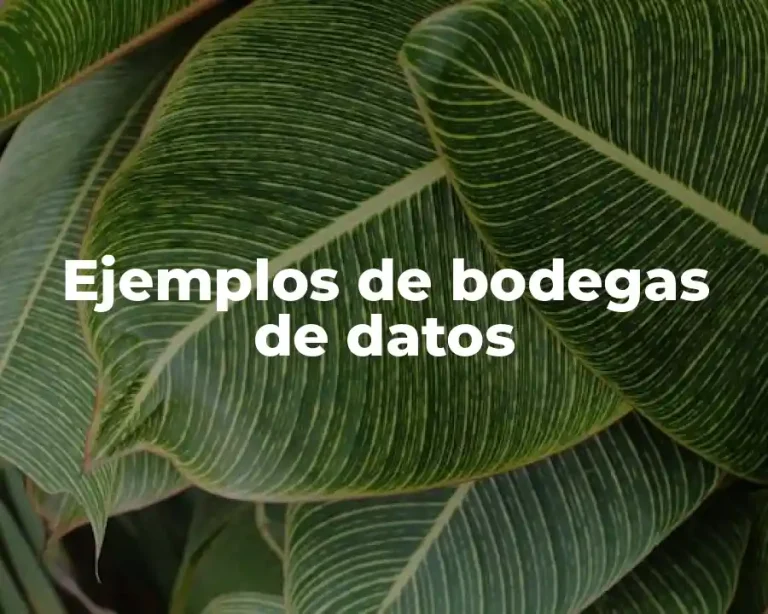 Ejemplos de bodegas de datos