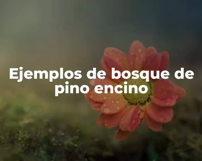 Ejemplos de bosque de pino encino