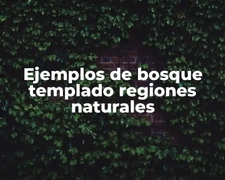 Ejemplos de bosque templado regiones naturales